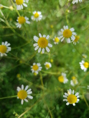 Fototapeta premium field of daisies