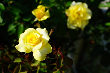 夏に咲く黄色いバラの花