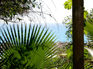 palm tree in the wind