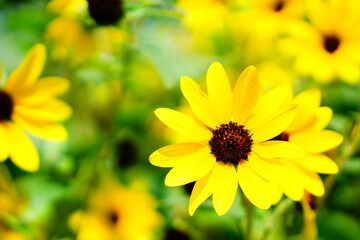 数多くの黄色い花をつけた多花性ヒマワリの花