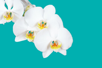 Phalaenopsis orchid, in impeccably white splendor, purity and beauty of flowers on a Turquoise  background. Elegant interior decor element. Exotic flower.Flower business .Floral accent
