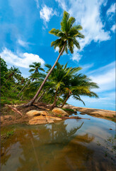 Palm trees on a wild and inaccessible beach in Thailand. Palm trees bent over the water. Palm trees on the seashore. Sandy beach in the tropics. Beautiful tropical landscape. Super highres photos.