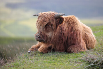 Highland Cow in the Black Mountains - 369570615