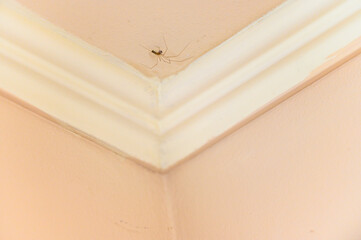 Spider in the corner of the room with a decorative border.
