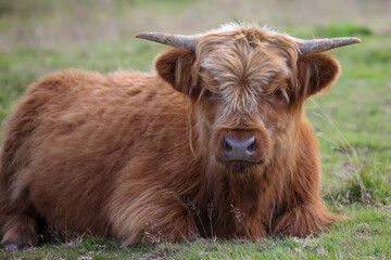 Highland Cow in the Black Mountains - 369570623