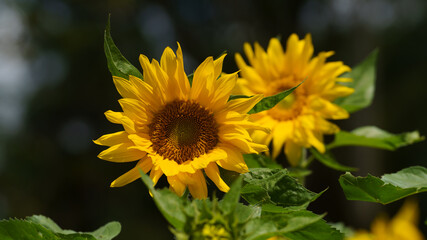 sunflower with blurred black background