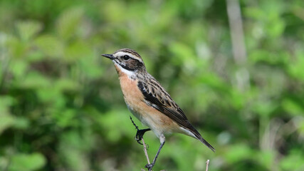 Braunkehlchen Männchen
