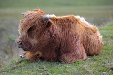 Highland Cow in the Black Mountains - 369570654