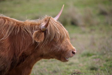 Highland Cow in the Black Mountains - 369570698