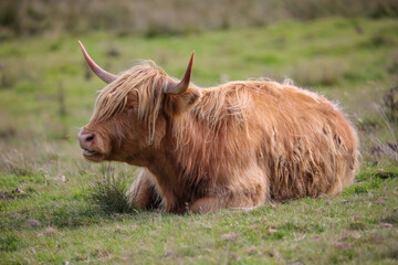 Highland Cow in the Black Mountains - 369570823