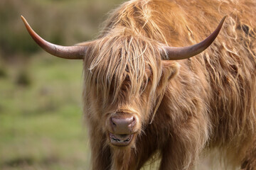 Highland Cow in the Black Mountains - 369570842