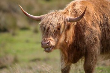 Highland Cow in the Black Mountains - 369570866