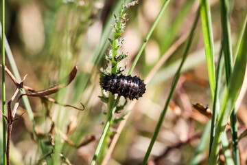 Nahaufnahme einer Larve von einem Käfer, Insekt