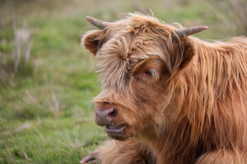 Highland Cow in the Black Mountains - 369570888