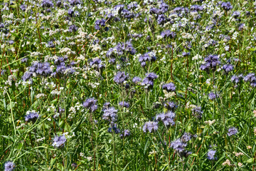 Obraz na płótnie Canvas Gründünger, Binenweide, Phacelia, Landwirtschaft