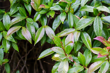 close up of a green plant