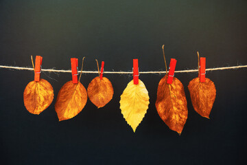 yellow autumn leaves on a rope with clothespins - hanging like linen after washing. fall concept