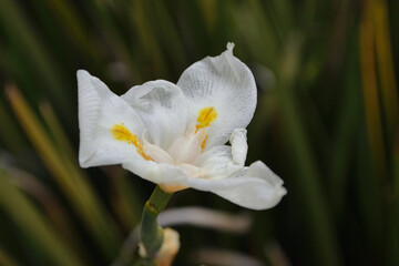ダイエットロビンソニアーナ（Lord Howe wedding lily）