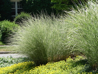 Miscanthus sinensis 'Morning Light' - ornamental grass in a xeriscape garden, light green tall grasses with dark background