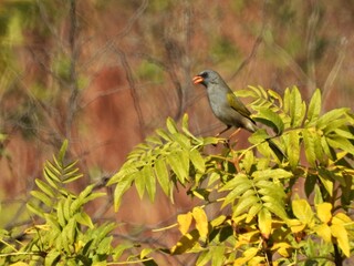 Catamenia inornata ave autóctona norte Argentino