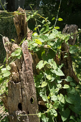 Fototapeta premium vines growing on a tree trunk