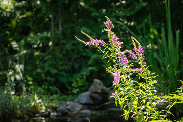 Litrum salikaria or purple loosestrife. Blooming purple loosestrife on blurred background of pond water. Selective focus. Atmosphere of calm relaxation on shore of pond. Nature concept for design.
