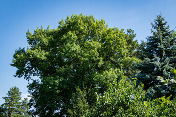 Quercus rubra red oak. Bright young lush foliage of red oak Quercus rubra against blue sky. Tall blue Christmas tree grows next to oak. landscaped garden. Nature of North Caucasus for design.