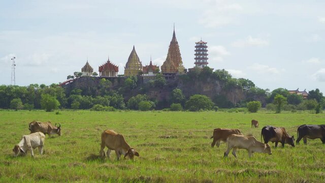 Cows eating green rice and grass field at Wat Tham Sua or Tiger Cave Temple, in Kanchanaburi district, Thailand. Famous tourist attraction in travel vacation concept. Animals in agriculture farm.