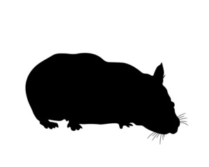 hamster, animal, fur, pet, black silhouette.