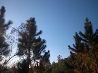 Obraz premium trees in the sky