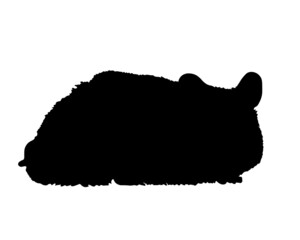 hamster, animal, fur, pet, black silhouette.