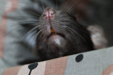 Close up of a rat's head. Macro shot of a rat's face. Cute face with a long mustache and pink nose. 