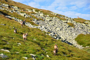 Stado kozic biegnie zboczem Wołowca, Tatry Zachodnie