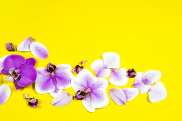 Purple orchid flowers in a row on yellow background. Tropical floral banner, poster, card composition with copy space. Wedding natual decoration flat lay. Beautiful summer, spring template concept