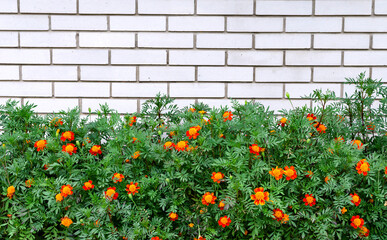 marigolds with orange flowers and green leaves on a background of masonry with white bricks