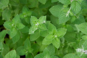 Green stems of fresh garden mint