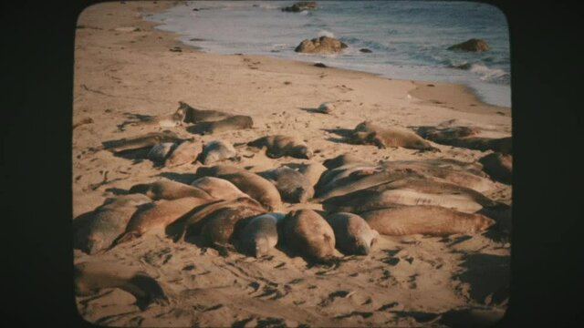 Northern Elephant Seals lying on the beach peacefully in San Simeon, California. Vintage Film Look. 