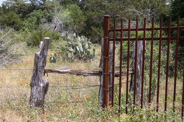 a large group of cacti behind two types of fences