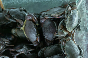 fresh Mud Crabs for sale at traditional seafood market