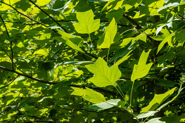 Tulip tree (Liriodendron tulipifera), called tulip, American or tulip poplar. Green leaves of tulip tree on blurred background of greenery. Landscaped garden. Selective focus. There is place for text.