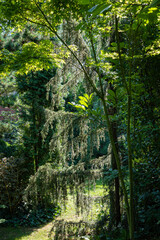 Evergreen landscaped garden. Pine trees, Korean spruce, Thuja occidentalis also known as northern white-cedar and other evergreens against blue sky. Atmosphere of calm relaxation for body and soul.