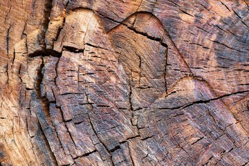 Old wood huge tree trunk cut texture