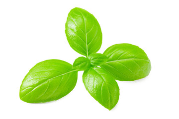 basil leaves isolated on a white background
