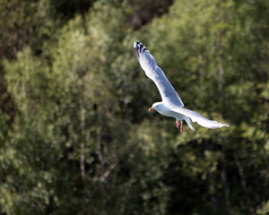 Seagull looking for food