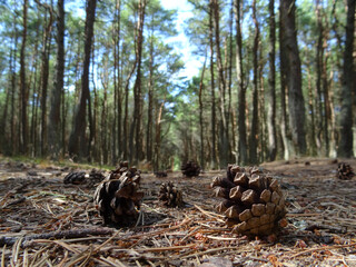 Naklejka na ściany i meble Cones lying on a ground in a pine forest (Dancing forest) on the Curonian Spit, Russia