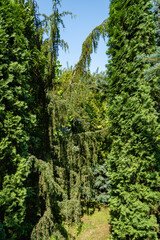 Evergreen landscaped garden. Pine trees, Korean spruce, Thuja occidentalis also known as northern white-cedar and other evergreens against blue sky. Atmosphere of calm relaxation for body and soul.