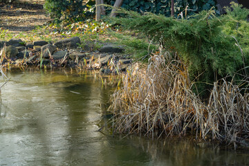 Frozen pond. Ice on the entire surface of magic pond. Evergreens and dry grass are reflected in icy mirror. Beautiful icy patterns dark steel color. Selective focus. Nature concept for winter design.