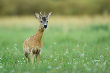 Naklejka na ściany i meble Roe deer young buck( Capreolus capreolus )