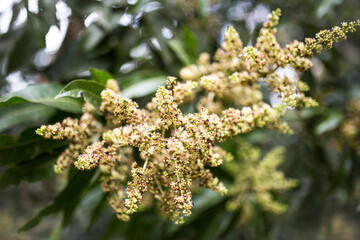 Jardin botanique, Kisantu, RDCongo