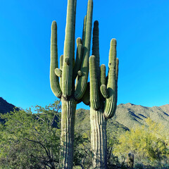 saguaro cactus in arizona